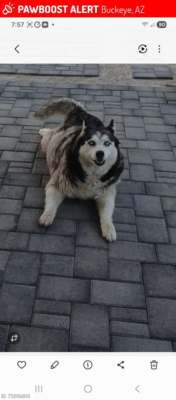 Lost Female Dog last seen Sun Valley & Teravalis community, Buckeye, AZ 85396