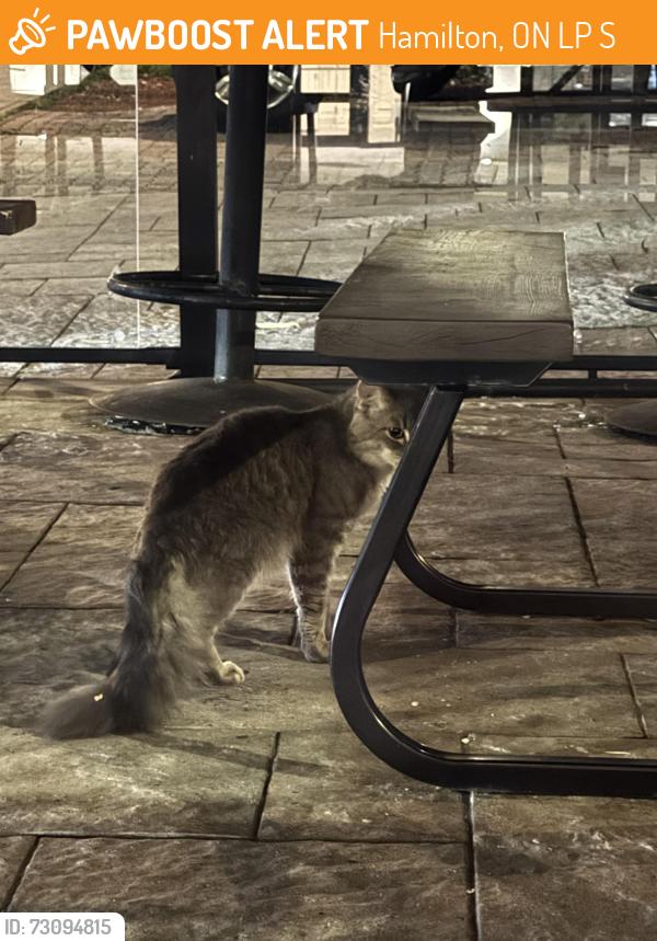 Found/Stray Unknown Cat last seen Duke at james, Hamilton, ON L8P 4S4