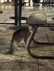 Found/Stray Unknown Cat last seen Duke at james, Hamilton, ON L8P 4S4