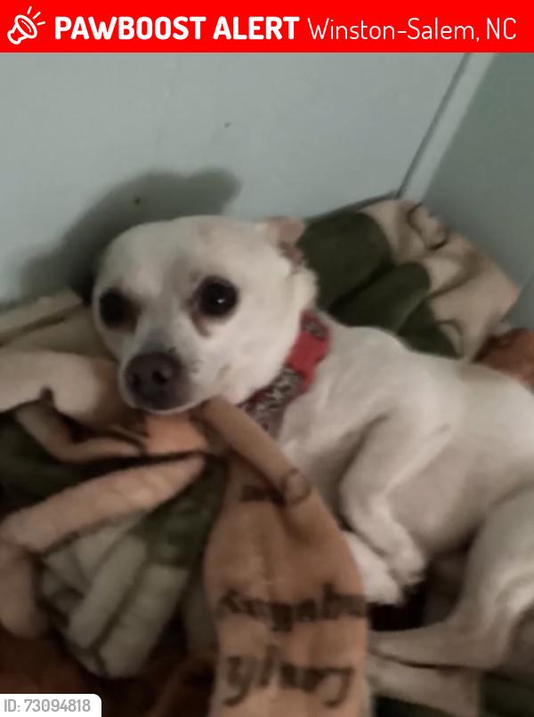 Lost Male Dog last seen GUMTREE RD, Winston-Salem, NC 27107