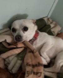 Lost Male Dog last seen GUMTREE RD, Winston-Salem, NC 27107