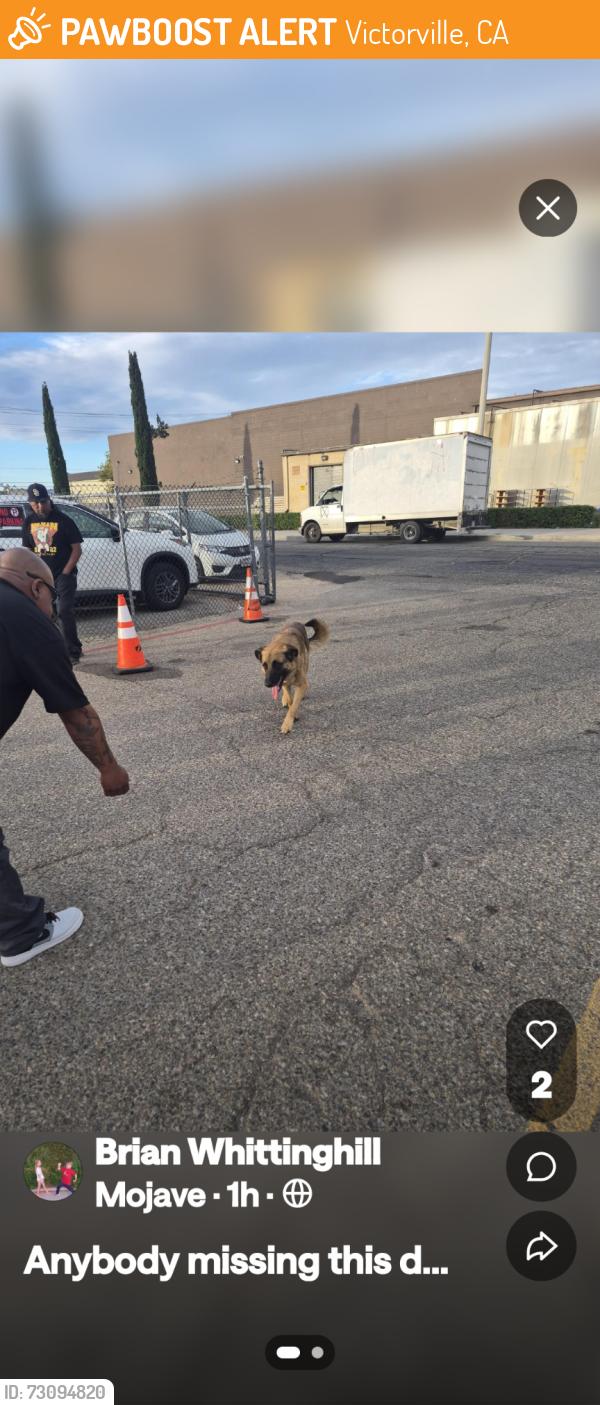 Found/Stray Male Dog last seen 7th sti, Victorville, CA 92395