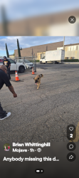 Found/Stray Male Dog last seen 7th sti, Victorville, CA 92395