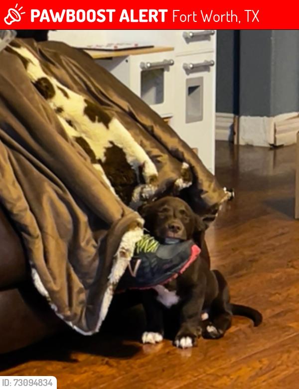 Lost Male Dog last seen Business 287, Fort Worth, TX 76179