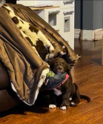 Lost Male Dog last seen Business 287, Fort Worth, TX 76179