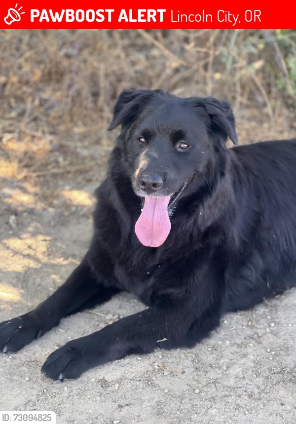 Lost Male Dog last seen Coronado shores Lincoln Oregon, Lincoln City, OR 97367