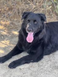 Lost Male Dog last seen Coronado shores Lincoln Oregon, Lincoln City, OR 97367