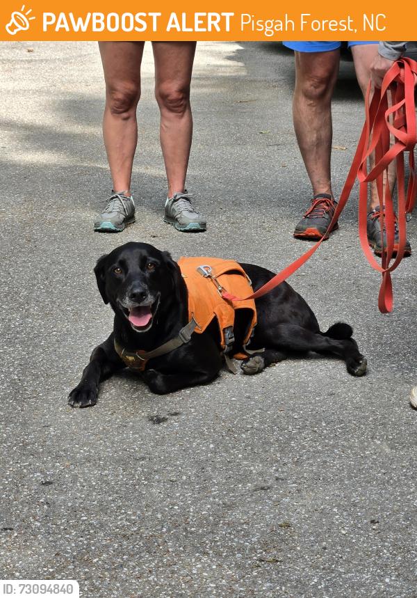 Found/Stray Female Dog last seen Near Pisgah Highway Brevard, Pisgah Forest, NC 28768