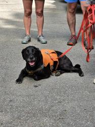 Found/Stray Female Dog last seen Near Pisgah Highway Brevard, Pisgah Forest, NC 28768