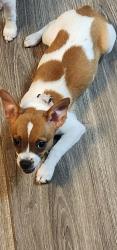 Reunited Female Dog last seen Last seen on CR 400 but lives on 405B. Cross streets are 405 and 405C, Lake Panasoffkee, FL 33538