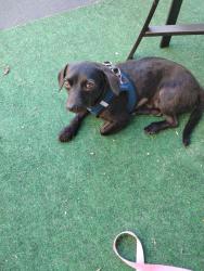 Reunited Male Dog last seen St Leo the Great Church Piedmont Ave, Oakland, CA 94611
