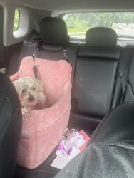 Reunited Female Dog last seen Stratford Ave , Bridgeport, CT 06607