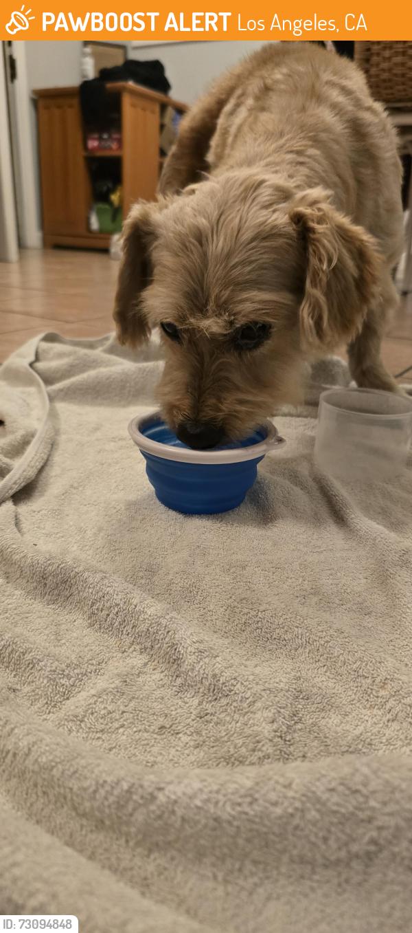 Found/Stray Male Dog last seen Exposition BLVD and S Figueroa Street, Los Angeles, CA 90007