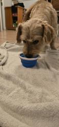 Found/Stray Male Dog last seen Exposition BLVD and S Figueroa Street, Los Angeles, CA 90007