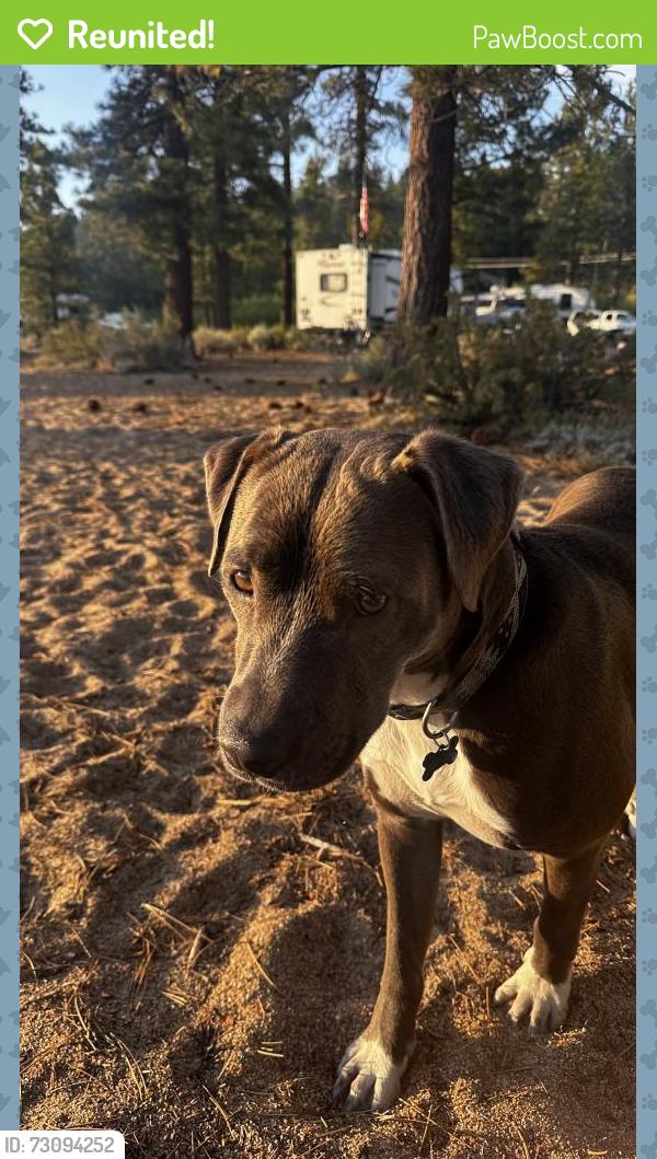 Reunited Male Dog last seen Elks Point Road and Hwy 50, Zephyr Cove, NV 89448