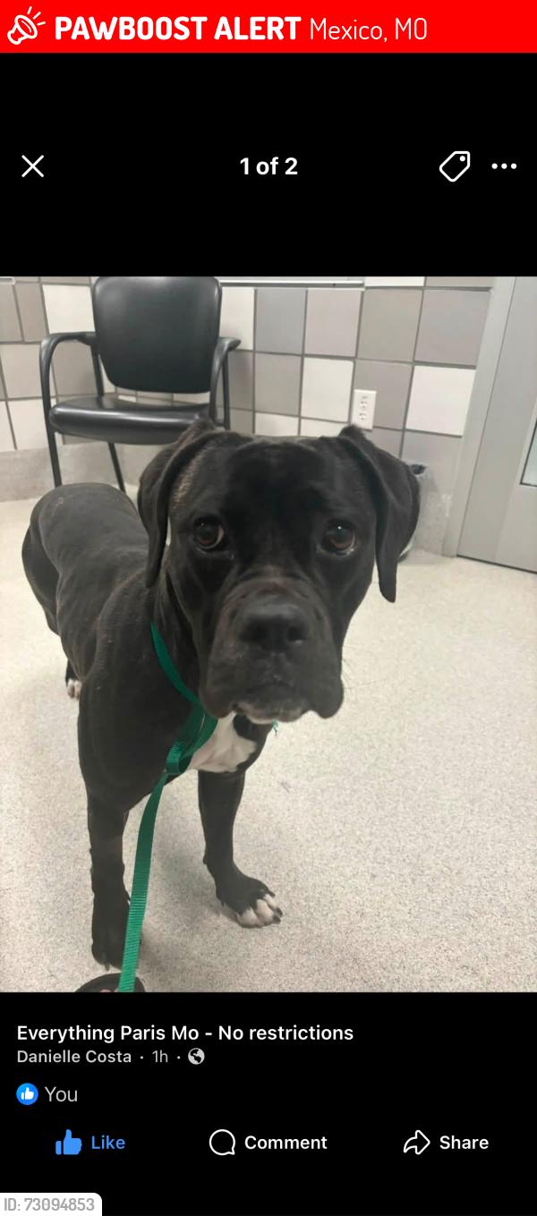 Lost Female Dog last seen Hwy KK and Hwy 15, Mexico, MO 65265