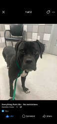 Lost Female Dog last seen Hwy KK and Hwy 15, Mexico, MO 65265