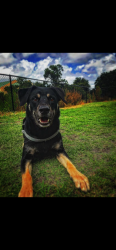 Lost Male Dog last seen Post rd, Melbourne, FL 32935
