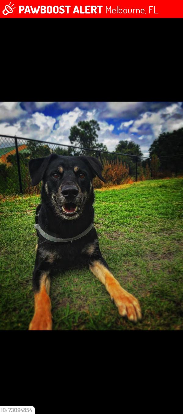 Lost Male Dog last seen Post rd, Melbourne, FL 32935