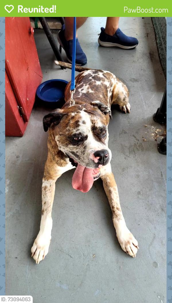 Reunited Unknown Dog last seen Ute Dr, Melbourne, FL 32935