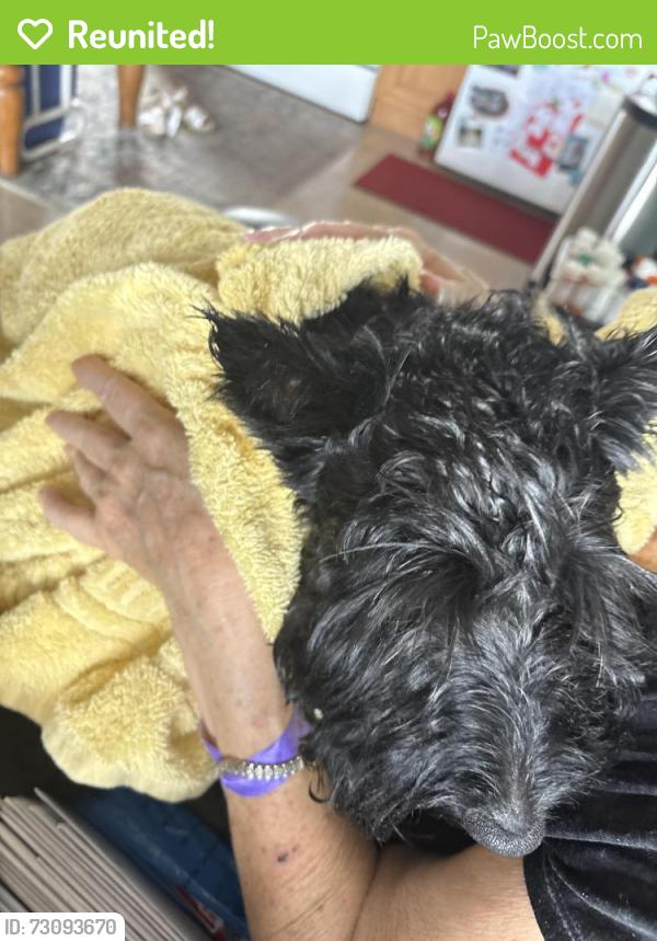 Reunited Female Dog last seen Lake Killarney cndmniums, Winter Park, FL 32789