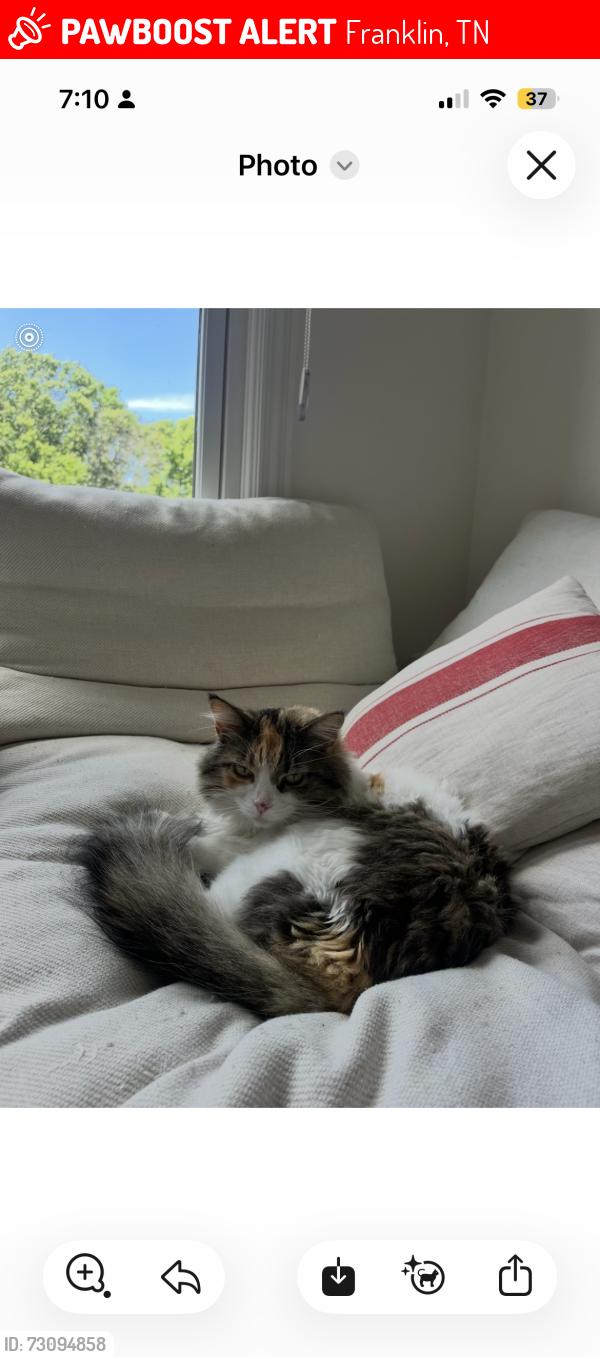 Lost Female Cat last seen Nestledown Farms, Franklin, TN 37067