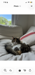 Lost Female Cat last seen Nestledown Farms, Franklin, TN 37067