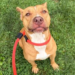 Shelter Stray Female Dog last seen , Animal Care & Control Team of Philly, 111 W Hunting Park Ave, Philadelphia, PA 19140, USA