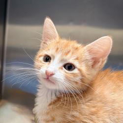 Shelter Stray Female Cat last seen , 4575 E Mesquite Ave, Palm Springs, CA 92264, USA