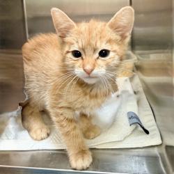 Shelter Stray Female Cat last seen , 4575 E Mesquite Ave, Palm Springs, CA 92264, USA