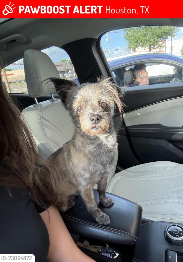 Lost Female Dog last seen On the beach , Houston, TX 77004