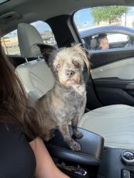 Lost Female Dog last seen On the beach , Houston, TX 77004