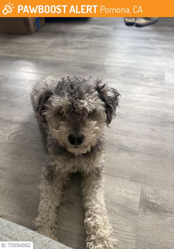 Found/Stray Male Dog last seen Willow and Berkeley, Pomona, CA 91768