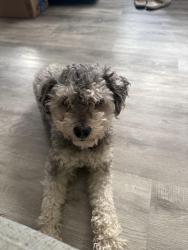 Found/Stray Male Dog last seen Willow and Berkeley, Pomona, CA 91768