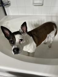 Lost Female Dog last seen Hohldale and yale, Houston, TX 77091
