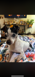 Lost Male Dog last seen Blue crest Ln, San Antonio Texas 78232, San Antonio, TX 78232