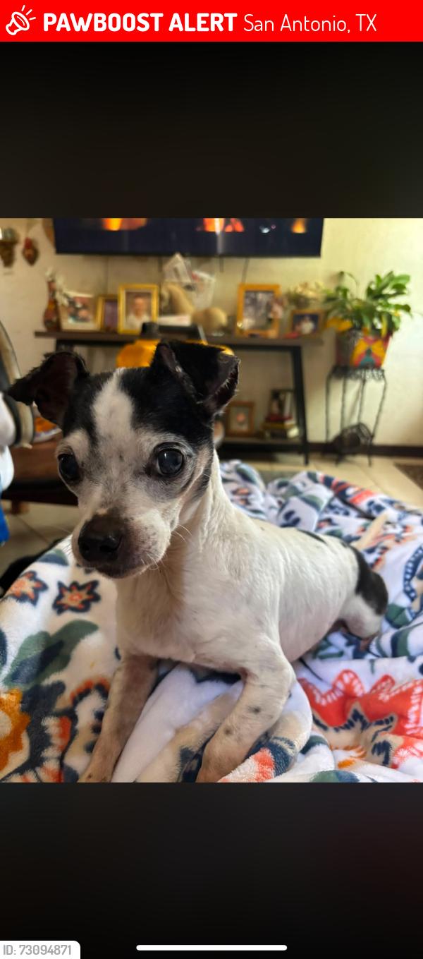 Lost Male Dog last seen Blue crest Ln, San Antonio Texas 78232, San Antonio, TX 78232
