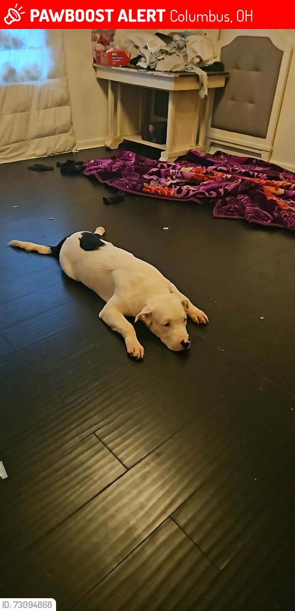 Lost Male Dog last seen Broad Street reynoldburg new Albany , Columbus, OH 43004