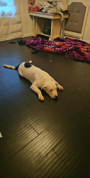 Lost Male Dog last seen Broad Street reynoldburg new Albany , Columbus, OH 43004