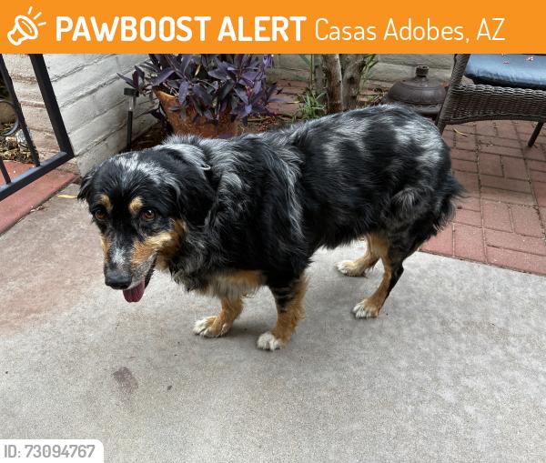 Found/Stray Female Dog last seen Magee & N La Cholla, Casas Adobes, AZ 85741