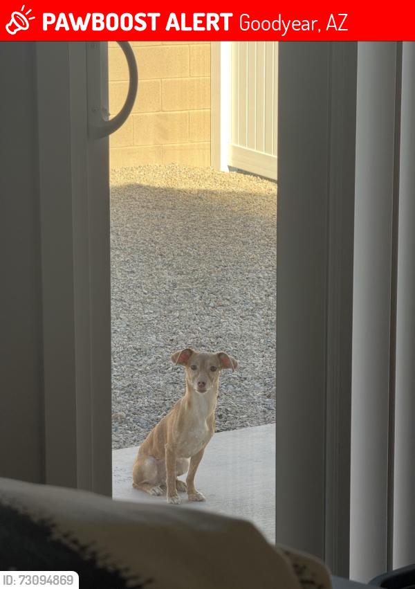 Lost Female Dog last seen W Lower Buckeye, Goodyear, AZ 85338