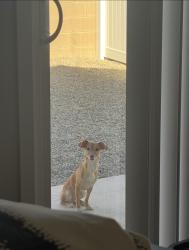 Lost Female Dog last seen W Lower Buckeye, Goodyear, AZ 85338