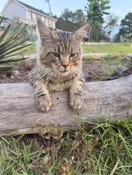 Lost Male Cat last seen Near & Black Hawk Road, Vass, NC 28394