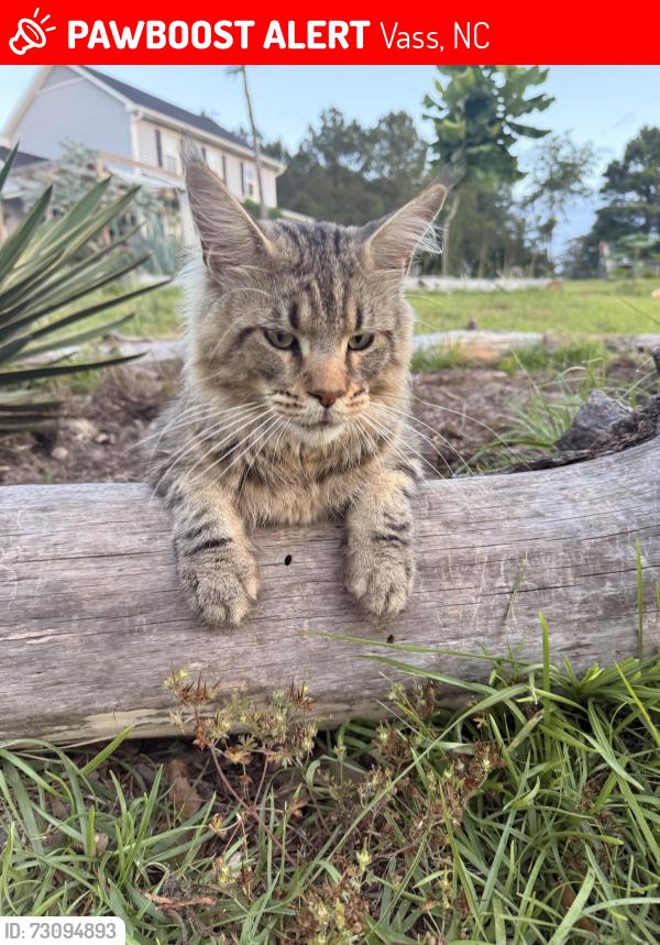 Lost Male Cat last seen Near & Black Hawk Road, Vass, NC 28394
