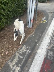 Found/Stray Female Dog last seen Barrett Lane , north Tustin, North Tustin, CA 92705
