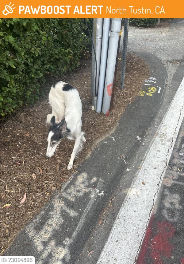 Found/Stray Female Dog last seen Barrett Lane , north Tustin, North Tustin, CA 92705