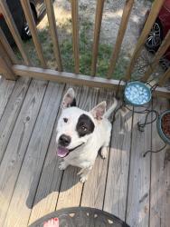 Found/Stray Male Dog last seen Moran Lake Rd/Kingston Hwy, Rome, GA 30161