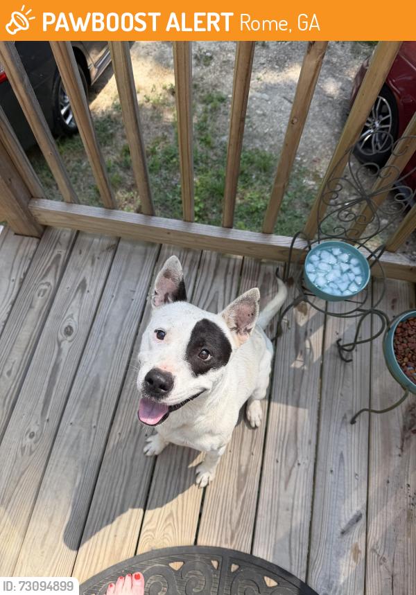 Found/Stray Male Dog last seen Moran Lake Rd/Kingston Hwy, Rome, GA 30161