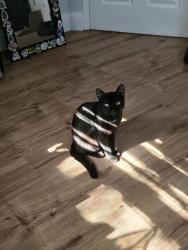 Lost Male Cat last seen Countryside recreation center, Clearwater, FL 33761