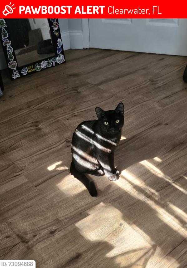 Lost Male Cat last seen Countryside recreation center, Clearwater, FL 33761